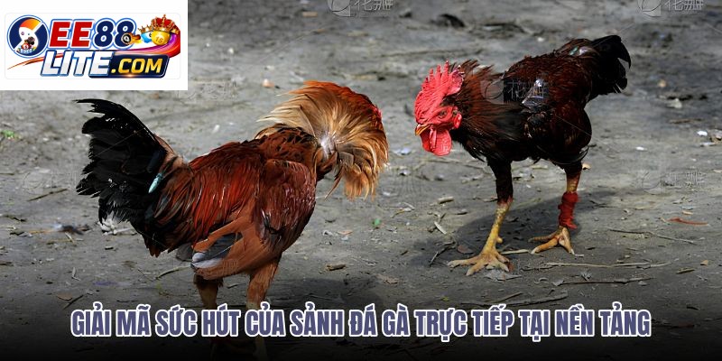 giai-ma-suc-hut-cua-sanh-da-ga-truc-tiep-tai-nen-tang giai-ma-suc-hut-cua-sanh-da-ga-truc-tiep-tai-nen-tang